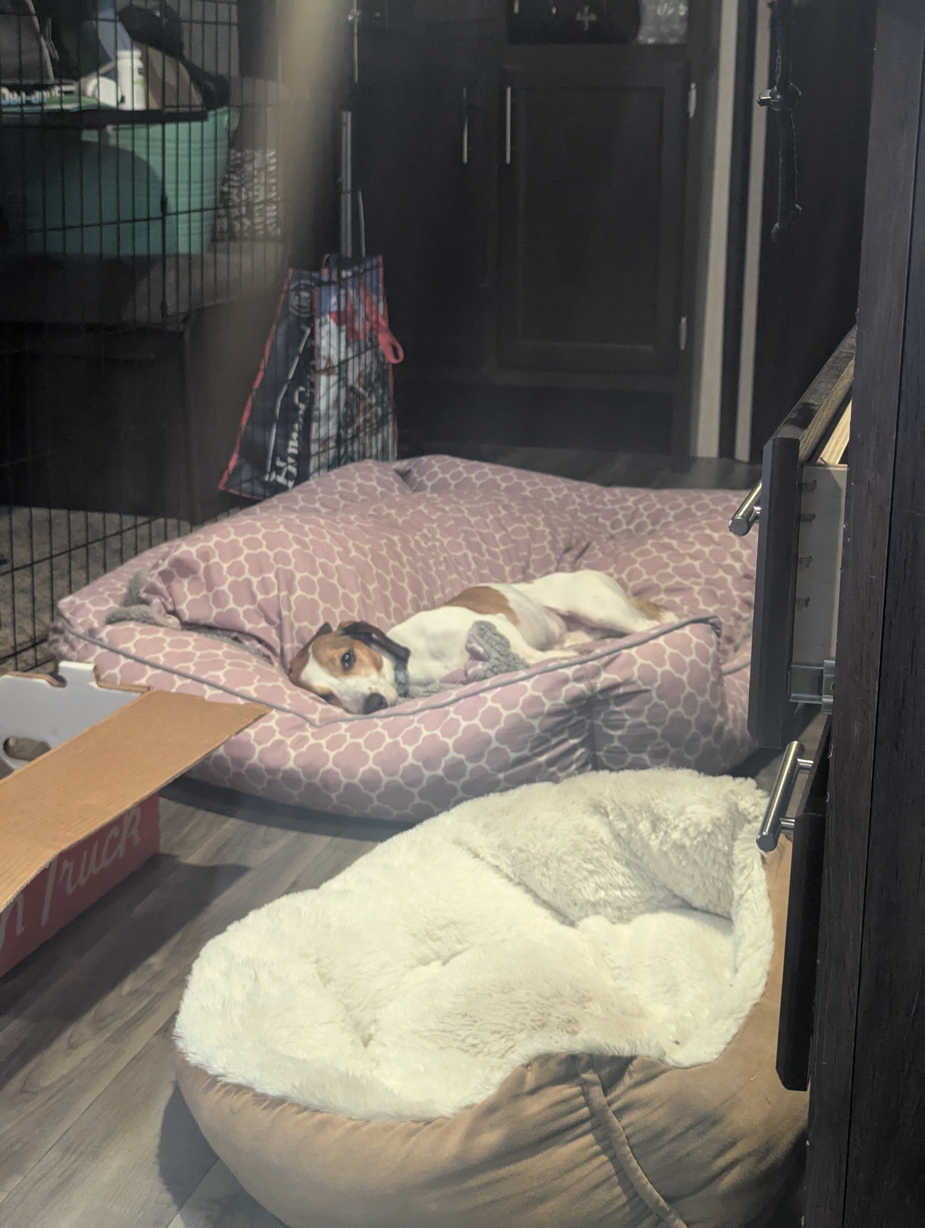 A cute sleepy dog laying in an oversized bed, resting after a sunny afternoon walk! 